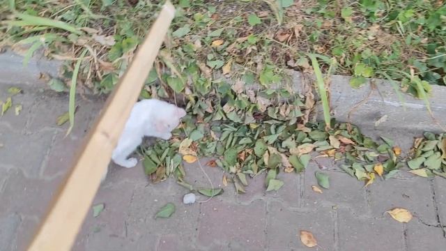 Кот Пуша играется с игрушкой самодельной! Кот немного не понимает, что делать коту! смотреть онлайн