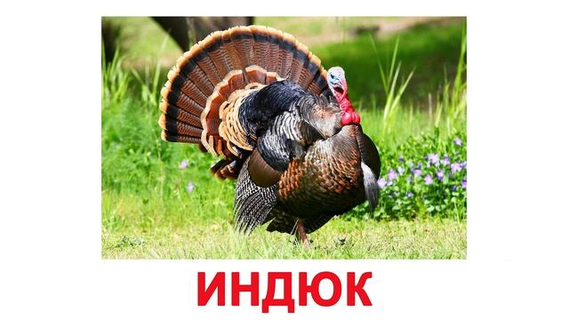 Картинки ДОМАШНИЕ ЖИВОТНЫЕ для детей, карточки Домана смотреть онлайн