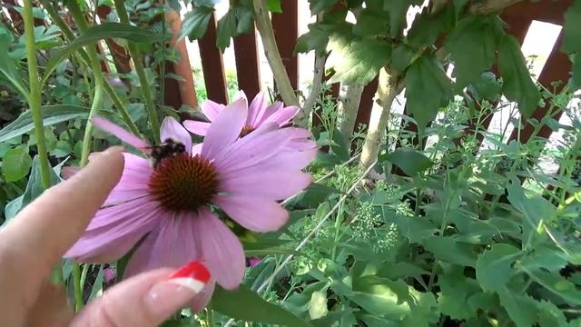 Kann man eine Hummel streicheln? (Sony HDR-CX320EB HD Flash Camcorder) смотреть онлайн