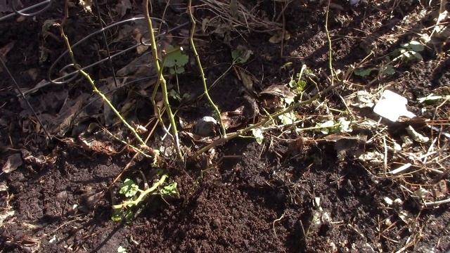 Как перезимовали розы без укрытия.? смотреть онлайн