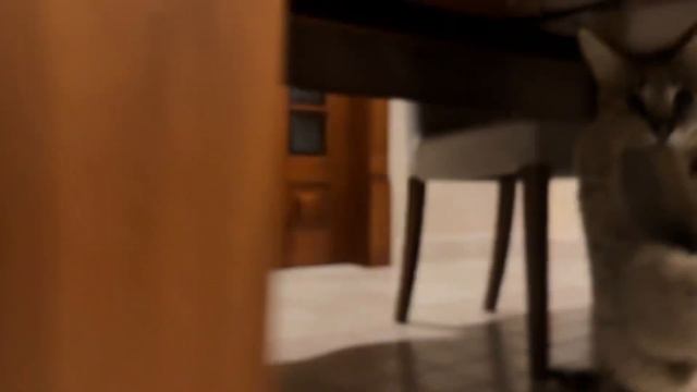 Сервал рычит ,сервал атакует домашний сервал 🐆 Serval Attack