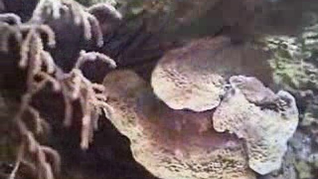 Подводная одиссея Жака Ива Кусто. Морские кораллы.