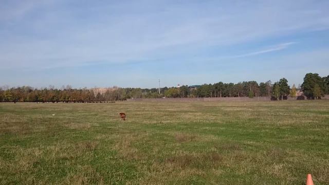 Rhodesian Ridgeback Nike, one year old. Coursing. смотреть онлайн