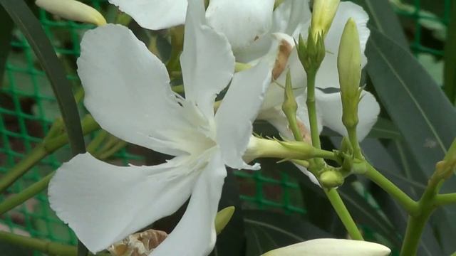 White Oleander смотреть онлайн