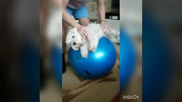 Как сделать массаж своей любимой собаке смотреть онлайн