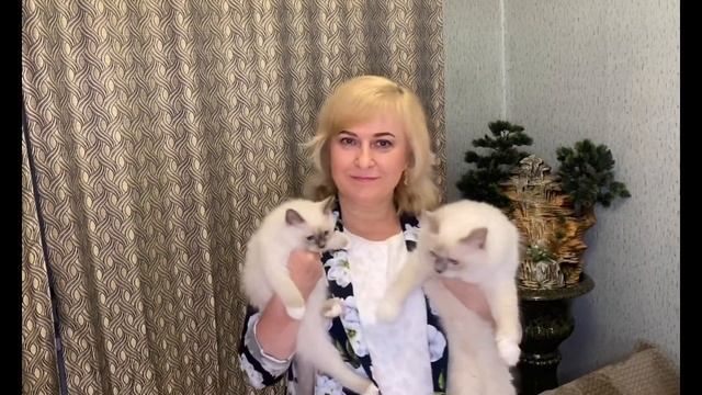 Священная бирма котята Питомник МАРИТАНА КЭТ самые светлые окрасы смотреть онлайн