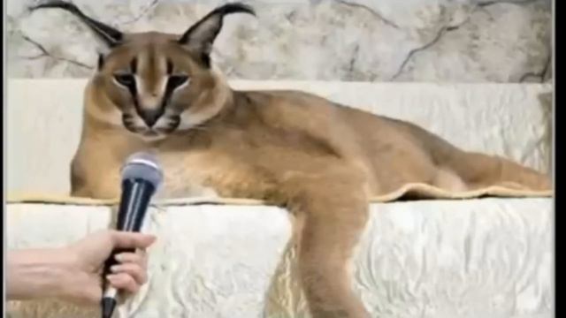 Шлёпа. Доклад про поп иты. смотреть онлайн