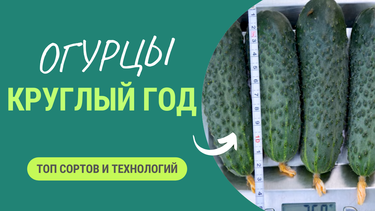 Как получать огурцы 6 месяцев в году_ Подборка лучших сортов и технологий смотреть онлайн