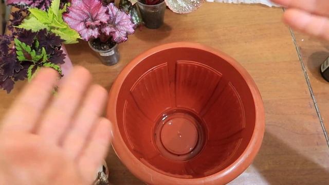 Как и когда САЖАТЬ ЦВЕТЫ АМАРИЛЛИС, посадка луковиц / Plant Flowers Amaryllis. Юлия Датта