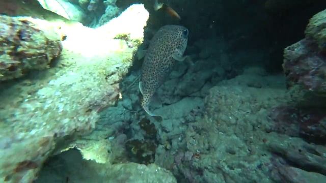 ФУДЖЕЙРА: Коралловый Риф в Фуджейре, подводный мир 4к. Снорклинг в ОАЭ. Дайвинг в Фуджейре. смотреть онлайн