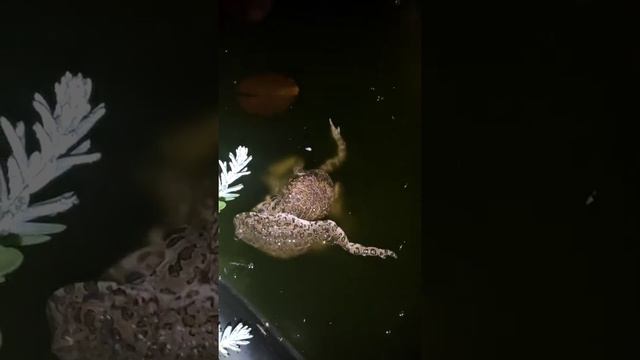 Как спариваются лягушки смотреть онлайн