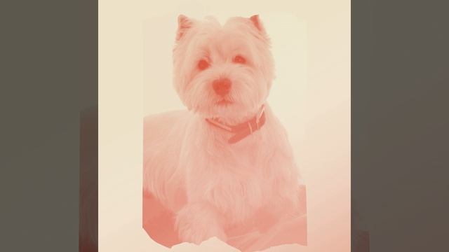 Музыка (Одинокие собаки)