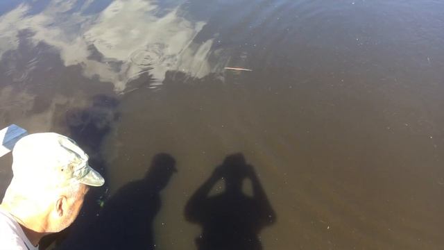 ЛОВЛЯ АМУРА НА КУКУРУЗУ МОНСТРЫ ПО 4 КГ РВУТ СНАСТИ.РЫБАЛКА НА АМУРА. смотреть онлайн