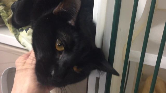 Midnight 59485 - Magical, Mystical Midnight! NYCACC смотреть онлайн