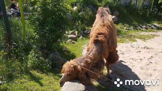 🇩🇰🇩🇰🇩🇰Danmark. Odense ZOO.🇩🇰🇩🇰🇩🇰 смотреть онлайн