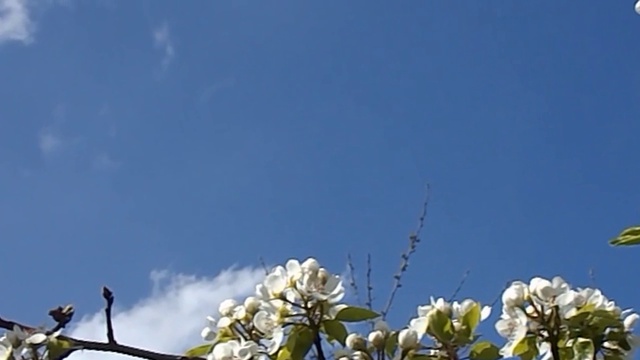 Весенняя соната смотреть онлайн