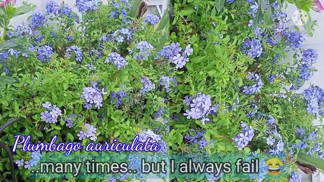 The real blue flower I always fail to grow смотреть онлайн