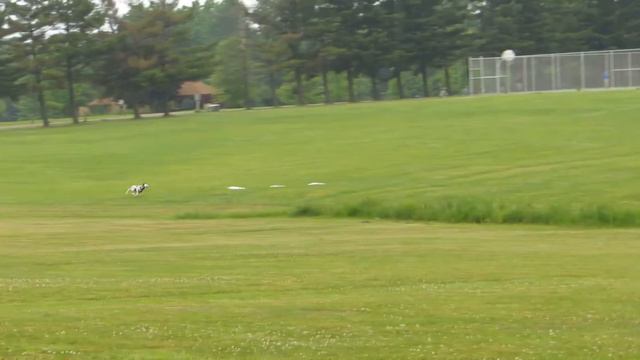 Darius the Dalmatian--AMAZING lure coursing run! смотреть онлайн