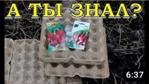 СУПЕР-СПОСОБ выращивания РЕДИСА в лотках из-под яиц!