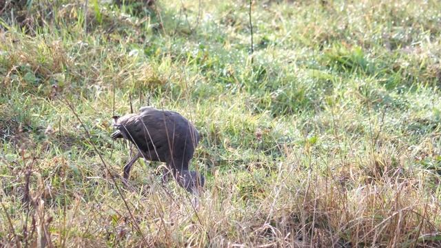 Photographing the glossy Ibis at rspb ST Aidans | Wildlife Photography. смотреть онлайн