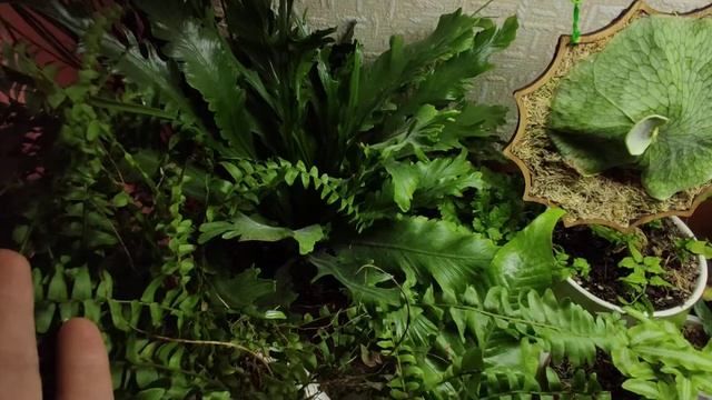 Обзор папоротников ? смотреть онлайн