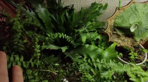 Обзор папоротников ?