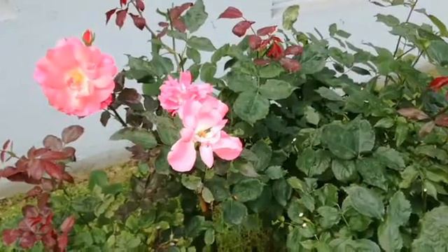 Secret Garden of Music Roses (Palma il Giovanne) смотреть онлайн