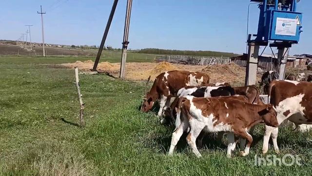 Инструкция по применению эл.пастуха. Приучаем телят к эл.пастуху. смотреть онлайн