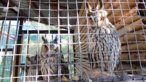 Cафари парк Геленджик + Канатная дорога. Полный обзор + Честный отзыв. Цены.