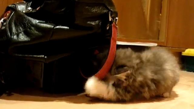 kisa.AVI смотреть онлайн