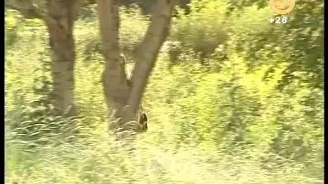 В Татарстане официально разрешили отстреливать ворон смотреть онлайн