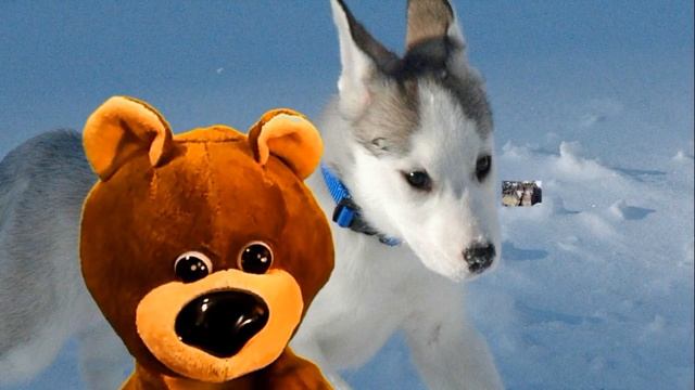 Медвежонок Умчик: почему моя собака виляет хвостом? смотреть онлайн