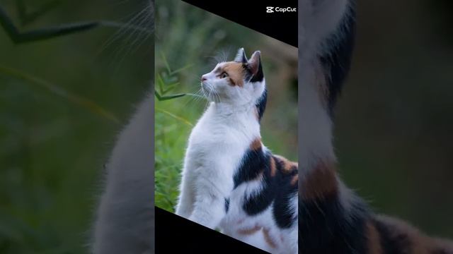 Котики разных пород!Cats of different breeds! смотреть онлайн