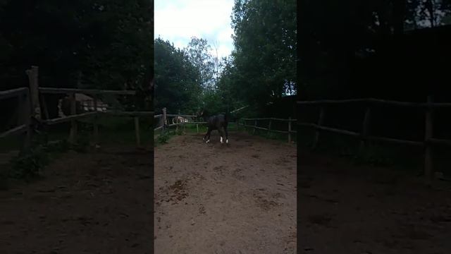 игра с конём смотреть онлайн