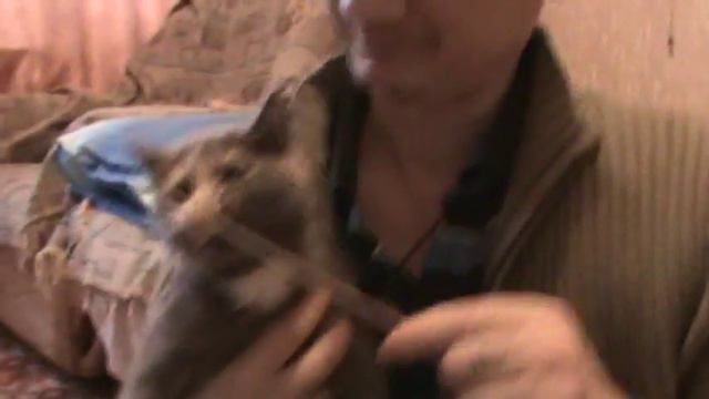 Злая кошка Муся. Серия №1 смотреть онлайн