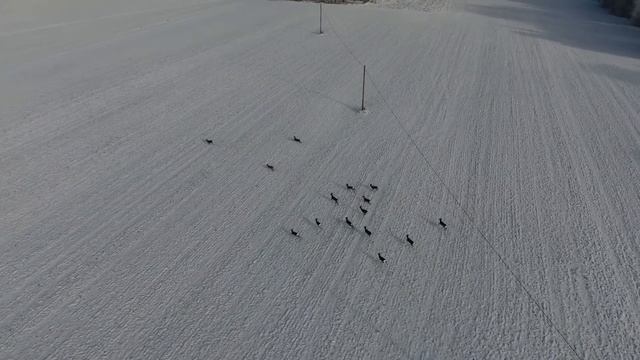 Погоня Квадрокоптера Dji Phantom 4 за стадом косуль смотреть онлайн