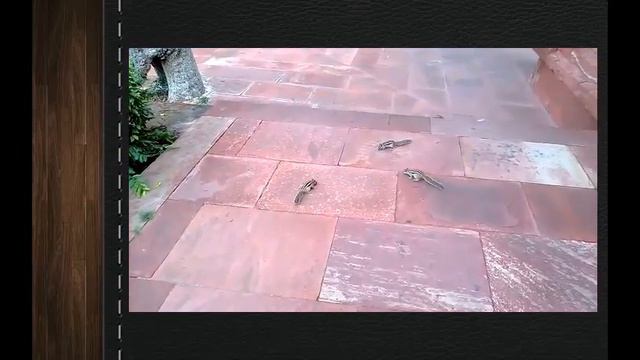 Самые смешные лучшие приколы с животными кошками собаками 8 Бурундуки Лови улыбку) Угарный ржач смотреть онлайн