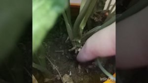 Сингониум размножение