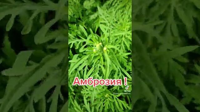 Амброзия вредоносный сорняк! #амброзия #аллергия #украина смотреть онлайн
