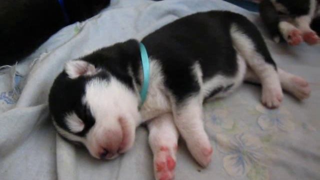 как спит щенок смотреть онлайн