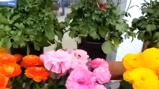 Spring Trials 2016: Bloomingdale II™ Ranunculus смотреть онлайн
