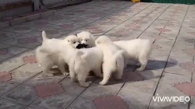 Пума и Самоедская банда ?#деревенская жизнь на Кубани #сказочная деревня #самоеды #Светлана Самоеды смотреть онлайн