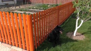 4 совета, как уберечь огород от собаки