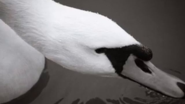 Lebedinaya_pesnya.wmv