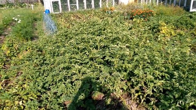 Сдвоенные ряды. КАРТОФЕЛЬ! 18 августа. смотреть онлайн