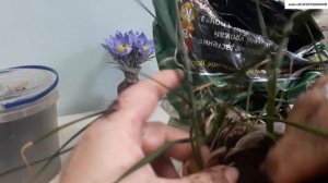 ЗЕФИРАНТЕС.  Пересадка для дальнейшего цветения и кратенько об уходе.