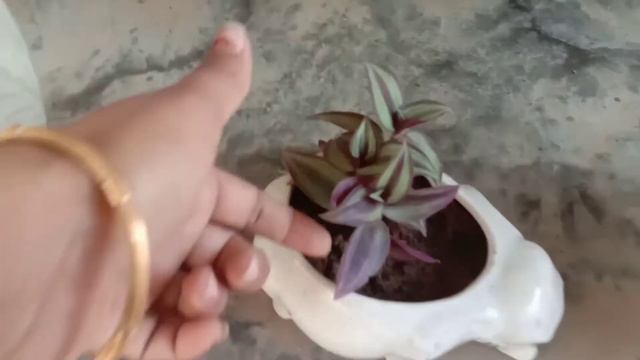कटिंग से लगने वाले ११ पौधे // Cutting se lagane wale 11 plants // easy to grow cutting plants смотреть онлайн