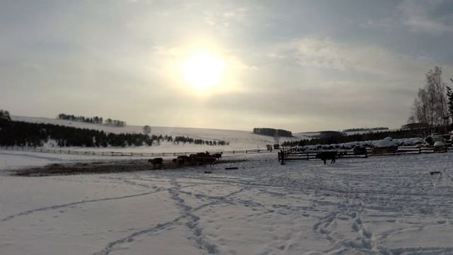 Открытое без привязное содержание КРС зимой в суровой Сибири!!! смотреть онлайн