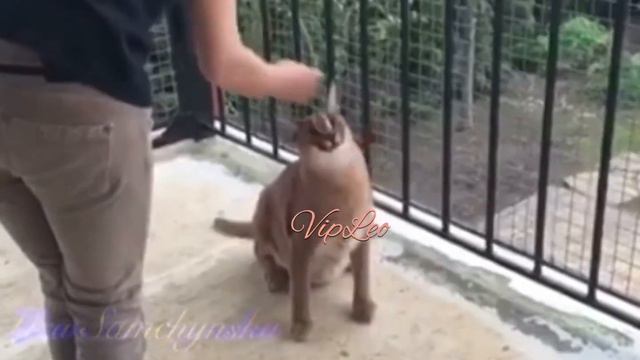 ♔VipLeo. Training Caracal. Дрессировка каракал.