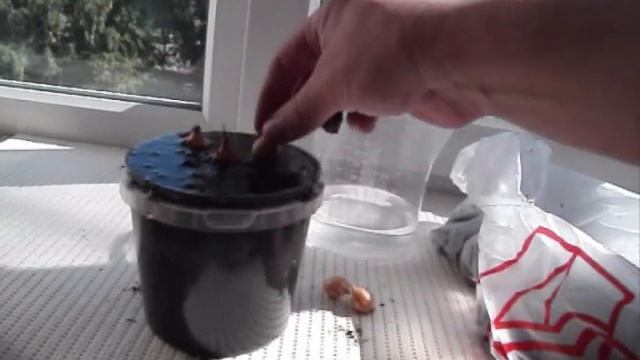 Выращивание дома зелени лука за один полив после посадки. смотреть онлайн